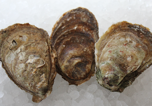 salt grass point oysters