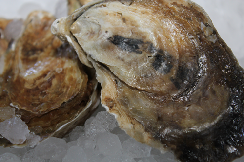 chincoteague oyster