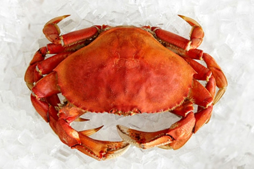 dungenous-crab