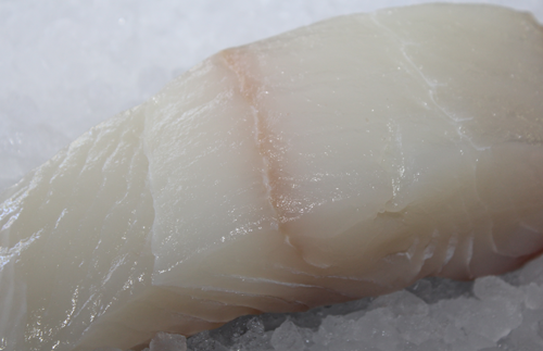 halibut1