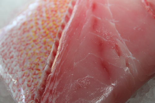 red snapper fillet