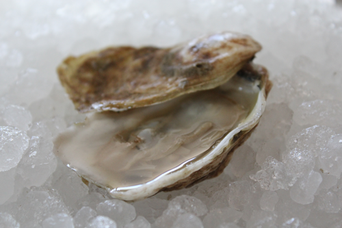 shucked chincoteague